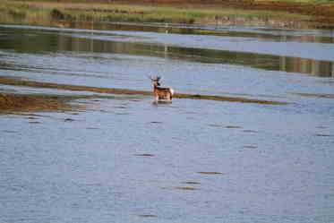 sharon deer dip