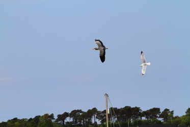  heron and gull chase