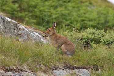 Hare at Grasspoint