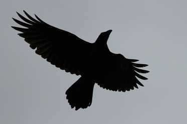 Raven at Grasspoint View - 2