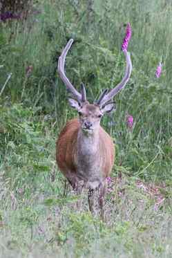 Red Deer Stag in Eastcroft back garden