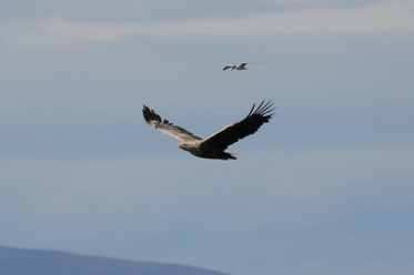 Sea Eagle over Lochdon - 1