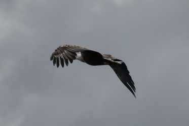 Sea Eagle over Lochdon - 2