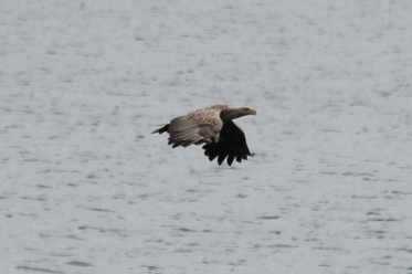 Sea Eagle over Lochdon - 3