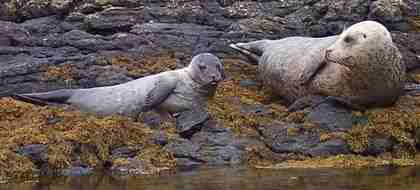 grey seals