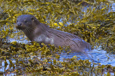 otter 2