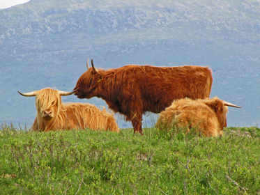 Cattle at Ulva