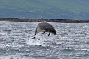 Dolphin near Inch Kenneth 1