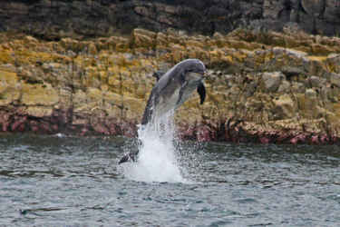 Dolphin near Inch Kenneth