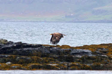 Sea eagle at Ulva