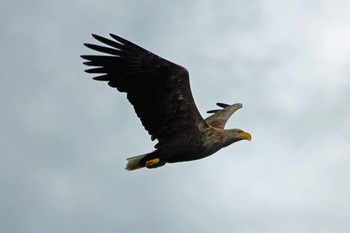 Sea eagle on Loch Na Keal