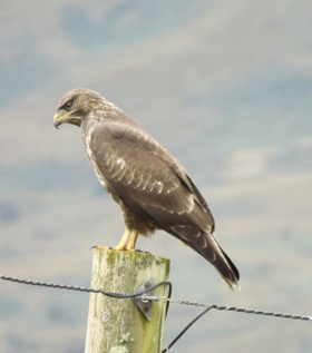 Eagle on fence at Eastcroft