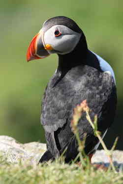 puffins 3