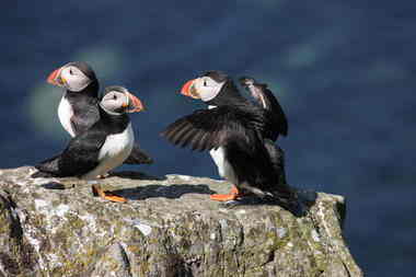 puffins lunga