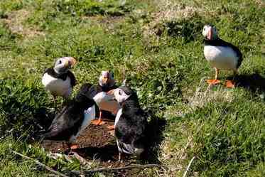 Puffin conference