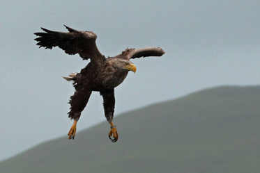 eagle Loch na Keal