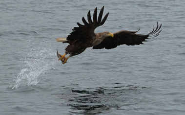 eagle Loch na Keal 2