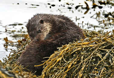 otter croggan