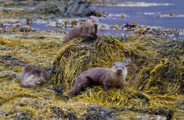 otters croggan