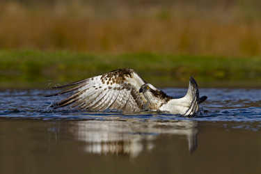 sea eagle landing