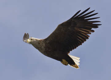 sea eagle flying