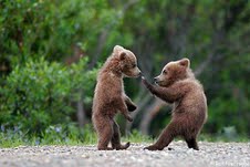 fighting bears