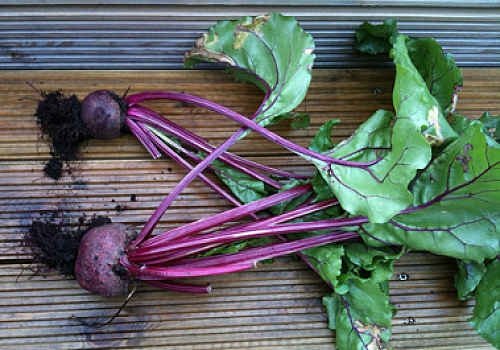 beetroot