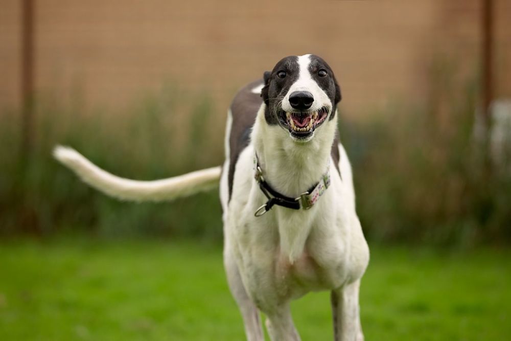 Greyhound and Lurcher Rescue North West