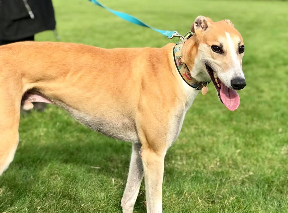 Sky Five Year Old Male Greyhound 