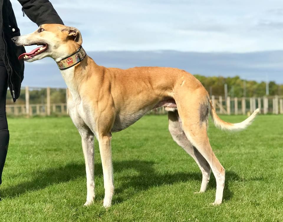 Sky Five Year Old Male Greyhound 