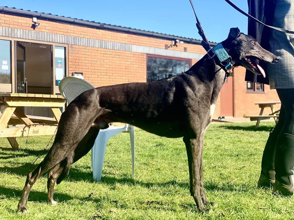 Mo Five Year Old Male Greyhound