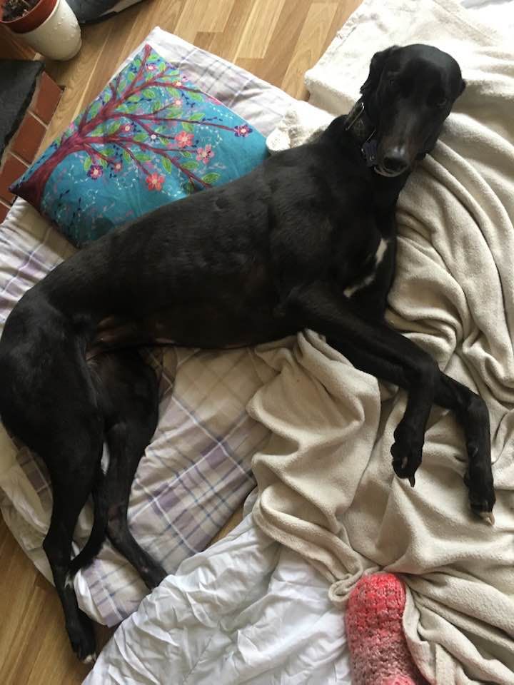 Molly Two Year Old Greyhound 