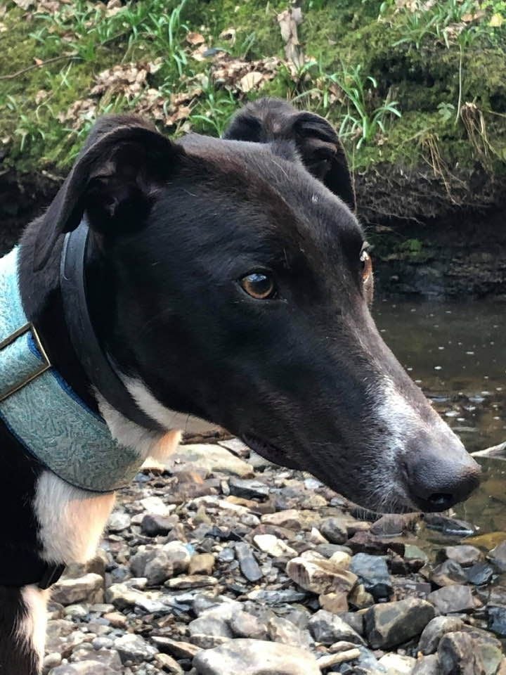 Herbie Two Year Old Male Greyhound 