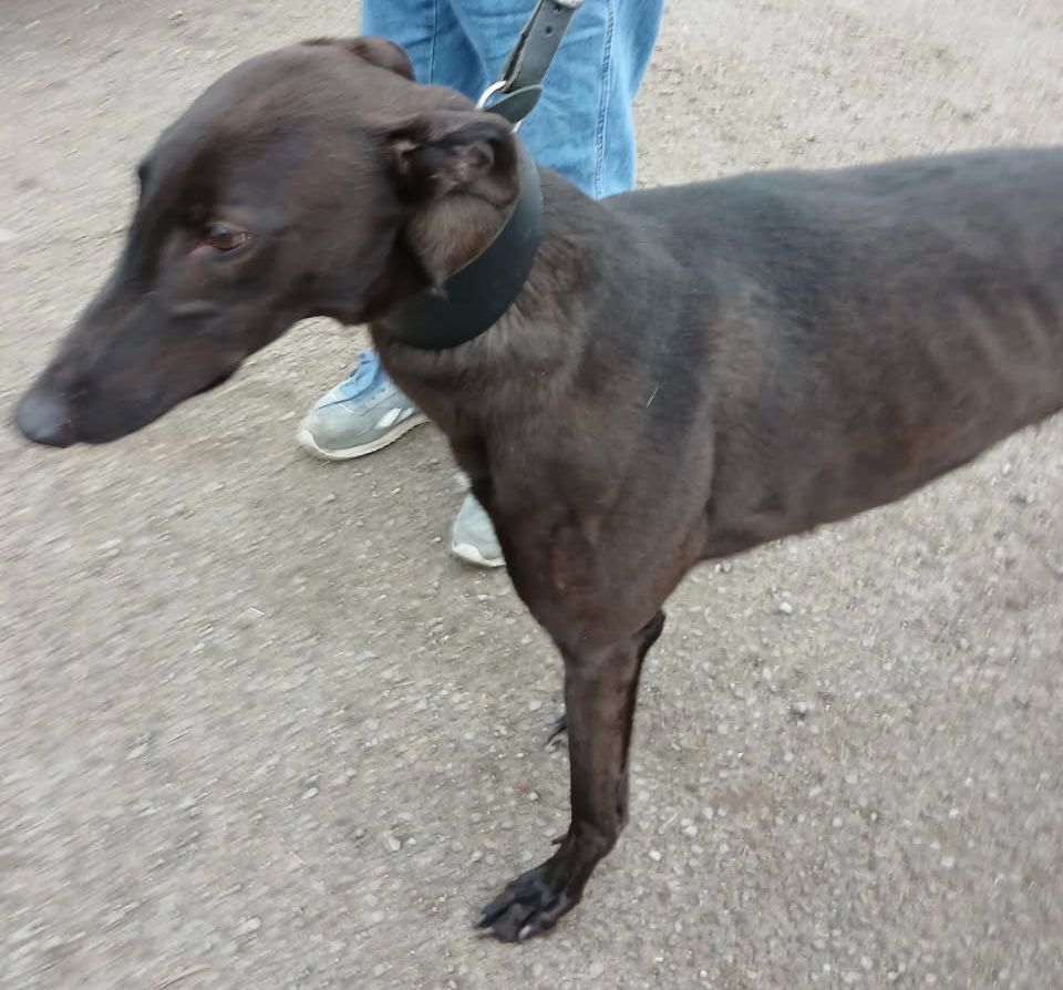 Ruby Eight Year Old Female Greyhound