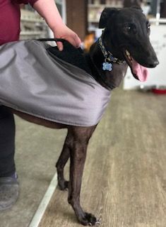 Ruby Eight Year Old Female Greyhound