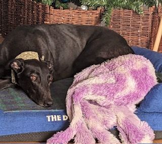 Herbie Two Year Old Male Greyhound