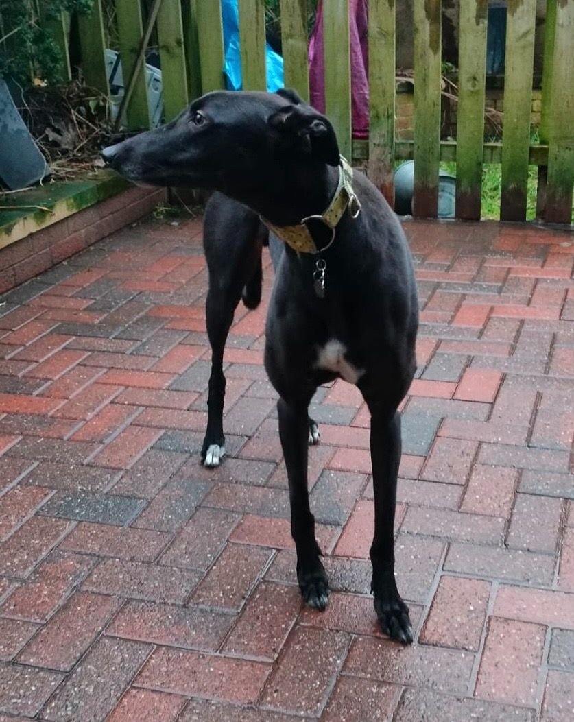 Herbie Two Year Old Male Greyhound 