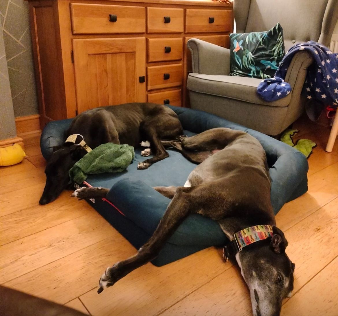 Herbie Two Year Old Male Greyhound 