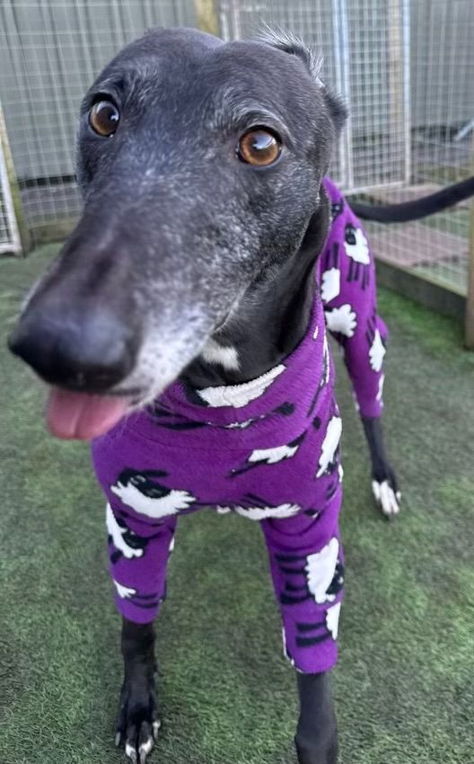 Merry Two Year Old Female Greyhound