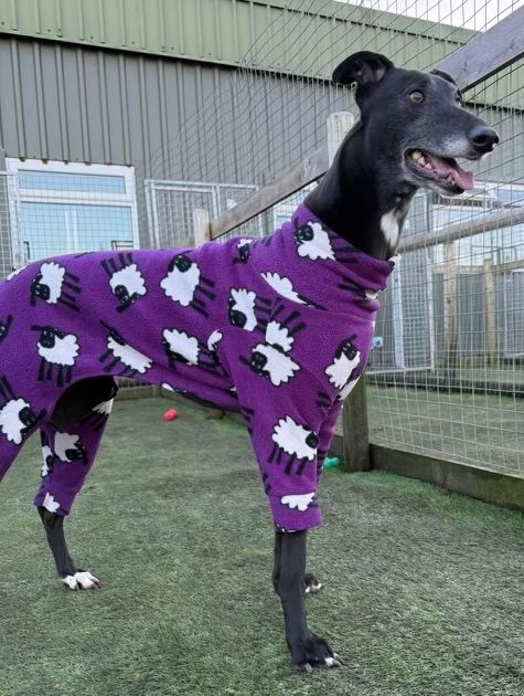 Merry Two Year Old Female Greyhound 