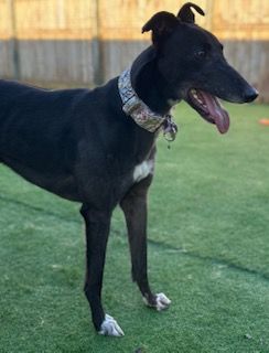 Molly Two Year Old Greyhound 