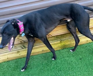 Freddie Four Year Old Male Greyhound 