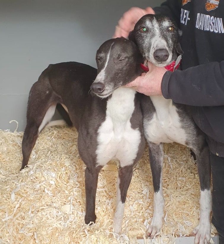 Star Five Year Old Female Greyhound
