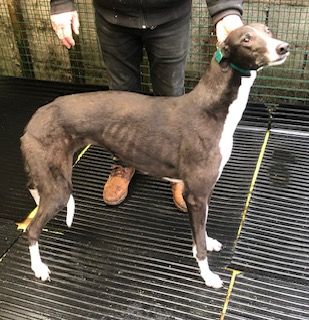 Star Five Year Old Female Greyhound