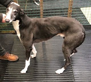 Star Five Year Old Female Greyhound