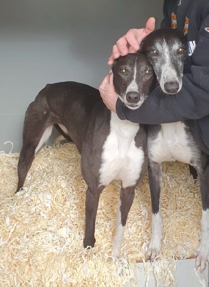 Star Five Year Old Female Greyhound
