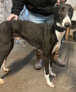 Merry Two Year Old Female Greyhound 