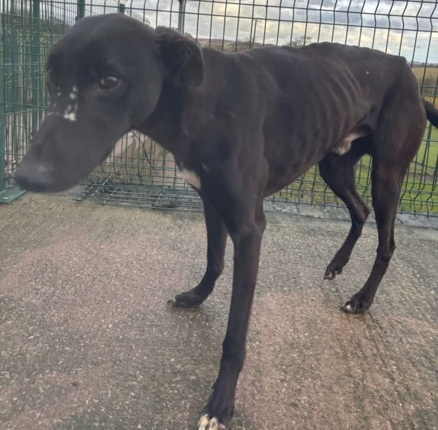 Ruby Eight Year Old Female Greyhound
