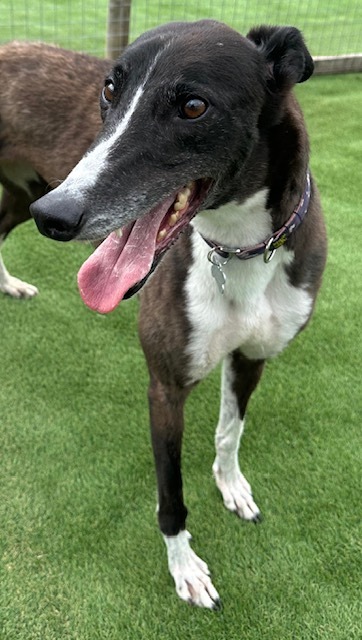 Star Five Year Old Female Greyhound