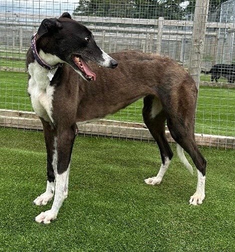 Star Five Year Old Female Greyhound